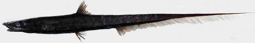 Halosauropsis macrochir_aust.jpg